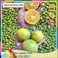 Gambar JERUK PACITAN BABY JAVA LOKAL MADU SUPER dari FOUR SEASONS FRESH undefined 1 Tokopedia