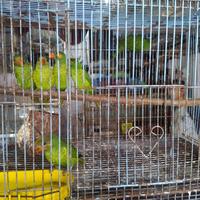 Gambar burung nuri pantai dari luak kampus petshop undefined 4 Tokopedia