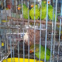 Gambar burung nuri pantai dari luak kampus petshop undefined 3 Tokopedia