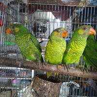 Gambar burung nuri pantai dari luak kampus petshop undefined 5 Tokopedia