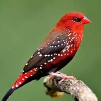 Gambar burung strawberry finch dari fauna jaya undefined 1 Tokopedia