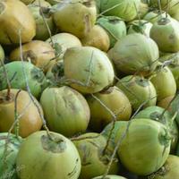 Gambar KELAPA MUDA SEGAR UTUH dari Lecar Shopzz undefined 1 Tokopedia