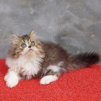 Gambar Jual kucing persia kitten flatnose jantan dari Pinocats House undefined 1 Tokopedia