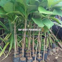 Gambar Bibit Tanaman Kayu Jati Super Purworejo dari TOP BIBIT PURWOREJO undefined 3 Tokopedia