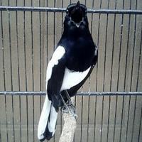 Gambar burung kacer super gacor dorr dari riashop-2 undefined 2 Tokopedia
