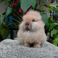 Gambar kelinci lion head junior dari rabbithomeindo undefined 3 Tokopedia