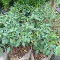 Gambar bibit tanaman cabai rawit merah usia remaja sudah berbuah pohon cabe Hijau dari Gita Rosalia Store95 undefined 4 Tokopedia
