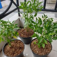 Gambar bibit tanaman cabai rawit merah usia remaja sudah berbuah pohon cabe Hijau dari Gita Rosalia Store95 undefined 3 Tokopedia