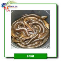 Gambar Ikan Belut Segar dari Tokona Teh Lilis undefined 1 Tokopedia