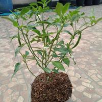 Gambar bibit tanaman cabai rawit merah usia remaja sudah berbuah pohon cabe Hijau dari Gita Rosalia Store95 undefined 2 Tokopedia