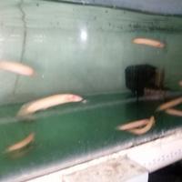 Gambar ikan naga albino/ikan palmas albino dari HANDY AQUATIC BEKASI undefined 2 Tokopedia