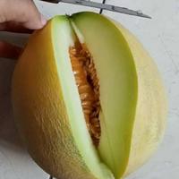 Gambar buah melon 1 buah / melon madu / melon super dari Dioavocad undefined 5 Tokopedia