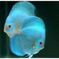 Gambar Ikan Discus Blue Diamond//1inch - 1 inch dari KanHiasScape Store undefined 1 Tokopedia