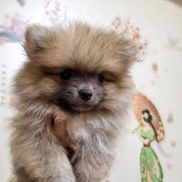 Gambar super mini pom Jantan Warna Brown dari Lixtann undefined 2 Tokopedia