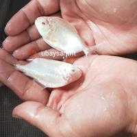 Gambar ikan pacu albino dari ubaysantrit undefined 1 Tokopedia