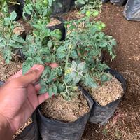 Gambar Bibit Tanaman Tomat Cherry dari biliktanaman undefined 3 Tokopedia