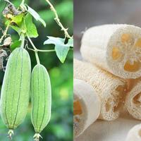 Gambar Loofah alami gambas kering spons sikat cangkir teko botol gagang kayu dari HoHoBroo undefined 4 Tokopedia