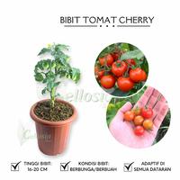 Gambar Bibit Tanaman Tomat Cherry dari biliktanaman undefined 1 Tokopedia