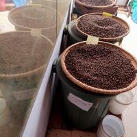 Gambar Kopi Toraja Arabica PuluPulu Biji Kopi dan Bubuk Kopi 200gr - Bubuk Kasar, 200grPuluPulu dari ^Toraja Koffie ^ undefined 4 Tokopedia