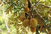 Gambar Boster Durian Murah dari Distributorpupukorganik undefined 3 Tokopedia
