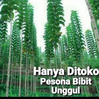 Gambar Bibit Pohon Jati Solomon Super Lurus Grosir/ Bibit Jati Solomon Unggul dari Pesona Bibit Unggul undefined 2 Tokopedia