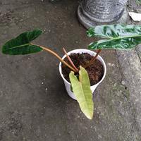 Gambar Philo Billietiae 4 Daun sz Rmj dari BLT garden undefined 1 Tokopedia