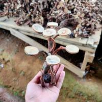 Gambar pohon bonsai aquascape tanpa moss dari Gunawan Aquatic undefined 1 Tokopedia