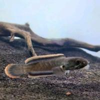Gambar channa baby limbata wc lawu size 3-4 cm full pelet 2 free setiker dari Bagong_fish &amp; food_fish undefined 1 Tokopedia