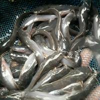 Gambar bibit lele sangkuriang size 9-10cm dari muti fish undefined 3 Tokopedia