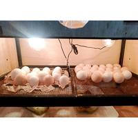 Gambar Telur Tetas super Elba (Telur Fertil) dari neno-kicaumania undefined 1 Tokopedia