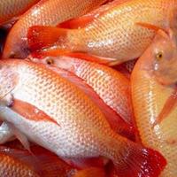 Gambar ikan nila segar 500gr-1kg - 1 kg dari UD BAHARI PASAR LARIS undefined 2 Tokopedia