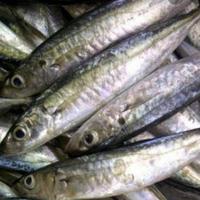 Gambar Ikan Kembung Layang 1 kg Segar Dan Fresh dari Pasar modern BSD undefined 1 Tokopedia