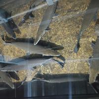 Gambar Ikan Spatula Aligator 1 meter dari QUEEN INNA FISH ID undefined 3 Tokopedia