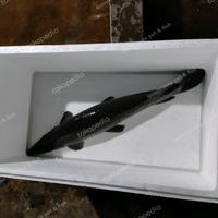 Gambar Ikan Spatula Aligator 1 meter dari QUEEN INNA FISH ID undefined 1 Tokopedia