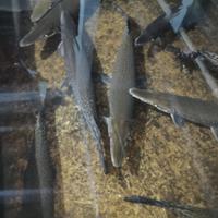 Gambar Ikan Spatula Aligator 1 meter dari QUEEN INNA FISH ID undefined 2 Tokopedia