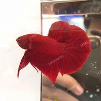 Gambar Ikan Cupang / Betta Fish Super Red HMPK Grade A dari MJBETA undefined 1 Tokopedia