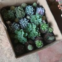 Gambar kaktus - tanaman hias kaktus mini dari Tanaman store69 undefined 2 Tokopedia