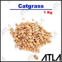 Gambar Benih Catgrass 1KG Biji Rumput Kucing Gandum Makanan Sehat Gras Kilo dari Atla Agrikultur undefined 1 Tokopedia
