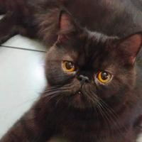 Gambar kucing peaknose exo black jago kimpoy 1,5th dari noe cat house undefined 1 Tokopedia