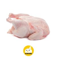 Gambar AYAM KARKAS / AYAM BROILER / AYAM UTUH / WHOLE CHICKEN (1,0-1,2 KG) dari KUKURU MART CENTRAL SURABAYA undefined 1 Tokopedia