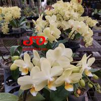 Gambar Anggrek bulan kuning lembut dari Sandi Orchid Garden undefined 4 Tokopedia