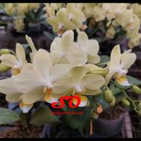 Gambar Anggrek bulan kuning lembut dari Sandi Orchid Garden undefined 5 Tokopedia