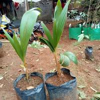 Gambar bibit kelapa kopyor dari Muhkti Tani undefined 1 Tokopedia