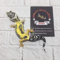 Gambar Leopard Gecko 3 female 1 male (paket hemat) dari dowleysgeckoarena undefined 4 Tokopedia