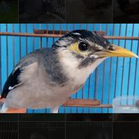 Gambar burung jalak hybrid silangan jalak putih x jalak nias istimewa langka dari riashop-2 undefined 1 Tokopedia