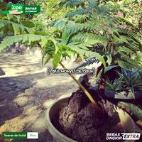 Gambar Tanaman hias Pakis monyet berdaun dari Tanaman dan herbal store undefined 3 Tokopedia