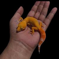 Gambar gecko leopard medan dari all brothers undefined 2 Tokopedia