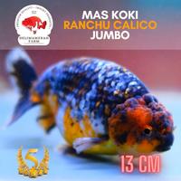 Gambar IKAN MAS KOKI RANCHU CALICO JUMBO SIZE 13 CM GOOD QUALITY BERGARANSI dari DELIMAMERAHFARM STORE undefined 1 Tokopedia