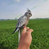 Gambar Mainan Falk White Face WF Skil (Mainan Burung) - WF Grey dari sand_ndria undefined 3 Tokopedia