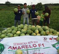 Gambar Benih semangka amarelo f1 kuning tanpa biji repack cap panah merah dari Kandang Tentrem Lestari undefined 4 Tokopedia